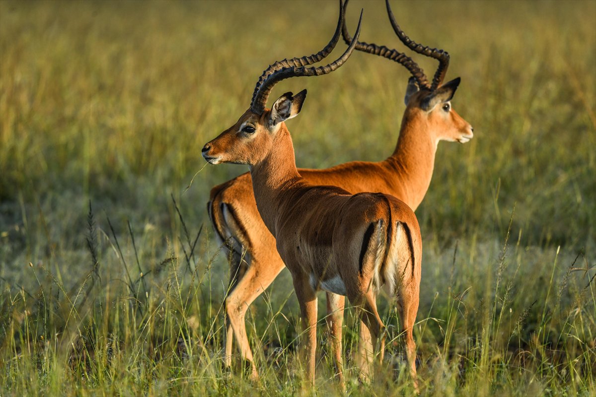 Kenya'daki Maasai Mara doğal yaşam alanına göç başladı