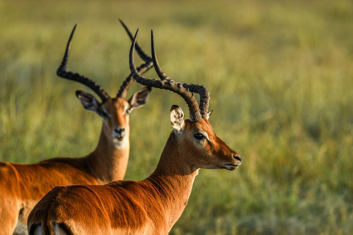 Kenya'daki Maasai Mara doğal yaşam alanına göç başladı