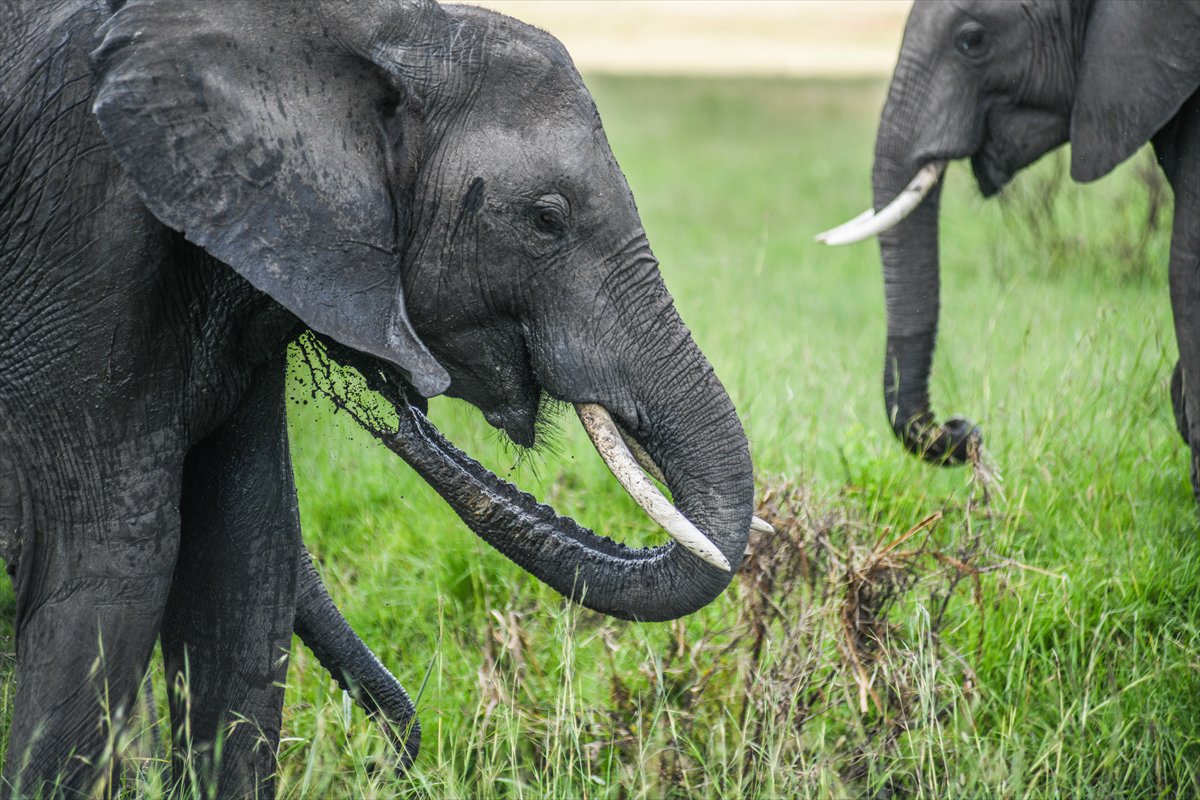 Kenya'daki Maasai Mara doğal yaşam alanına göç başladı