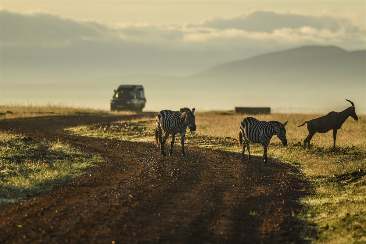Kenya'daki Maasai Mara doğal yaşam alanına göç başladı