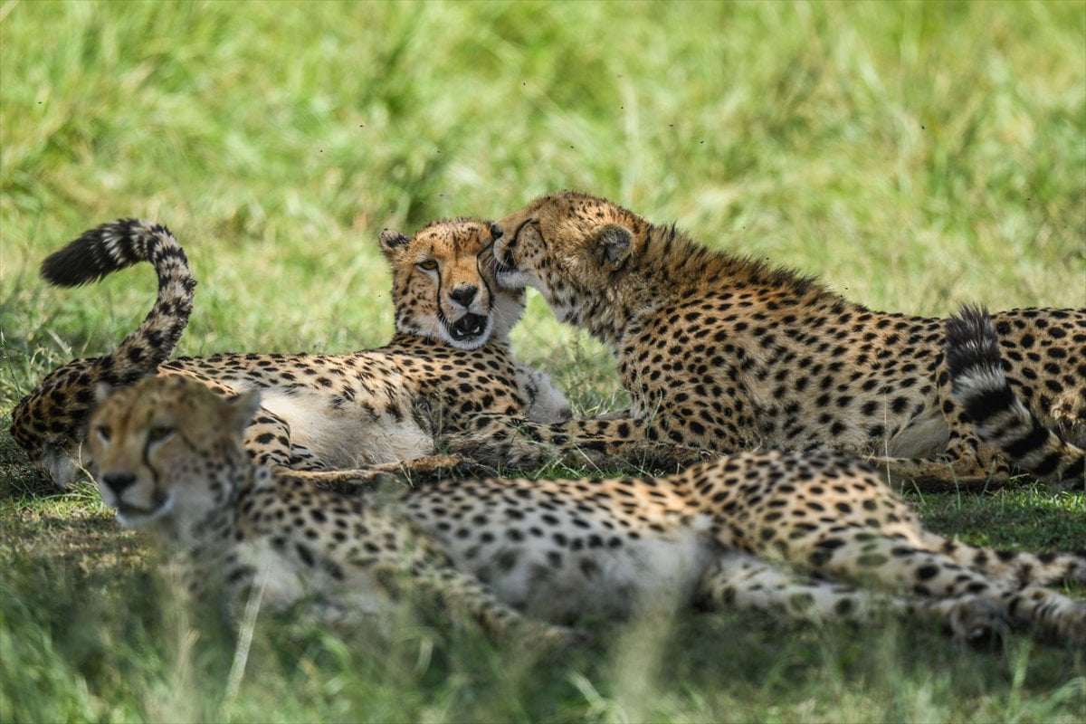 Kenya'daki Maasai Mara doğal yaşam alanına göç başladı