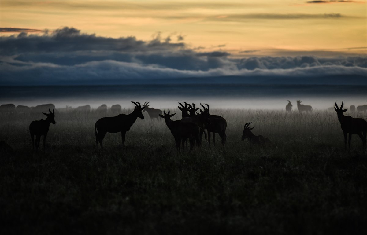 Kenya'daki Maasai Mara doğal yaşam alanına göç başladı