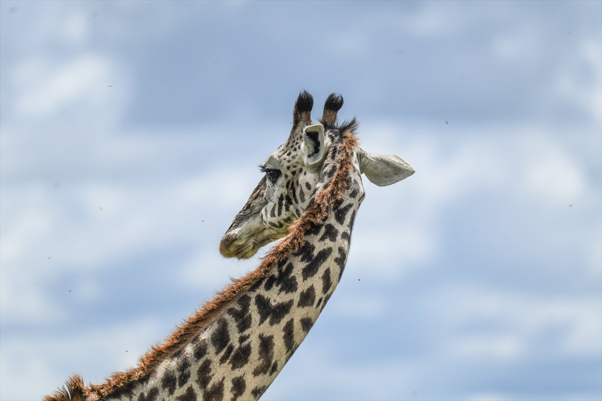 Kenya'daki Maasai Mara doğal yaşam alanına göç başladı