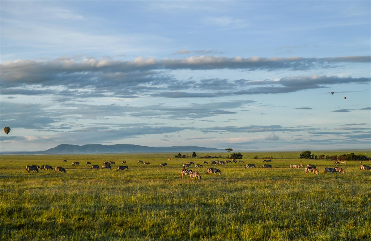 Kenya'daki Maasai Mara doğal yaşam alanına göç başladı