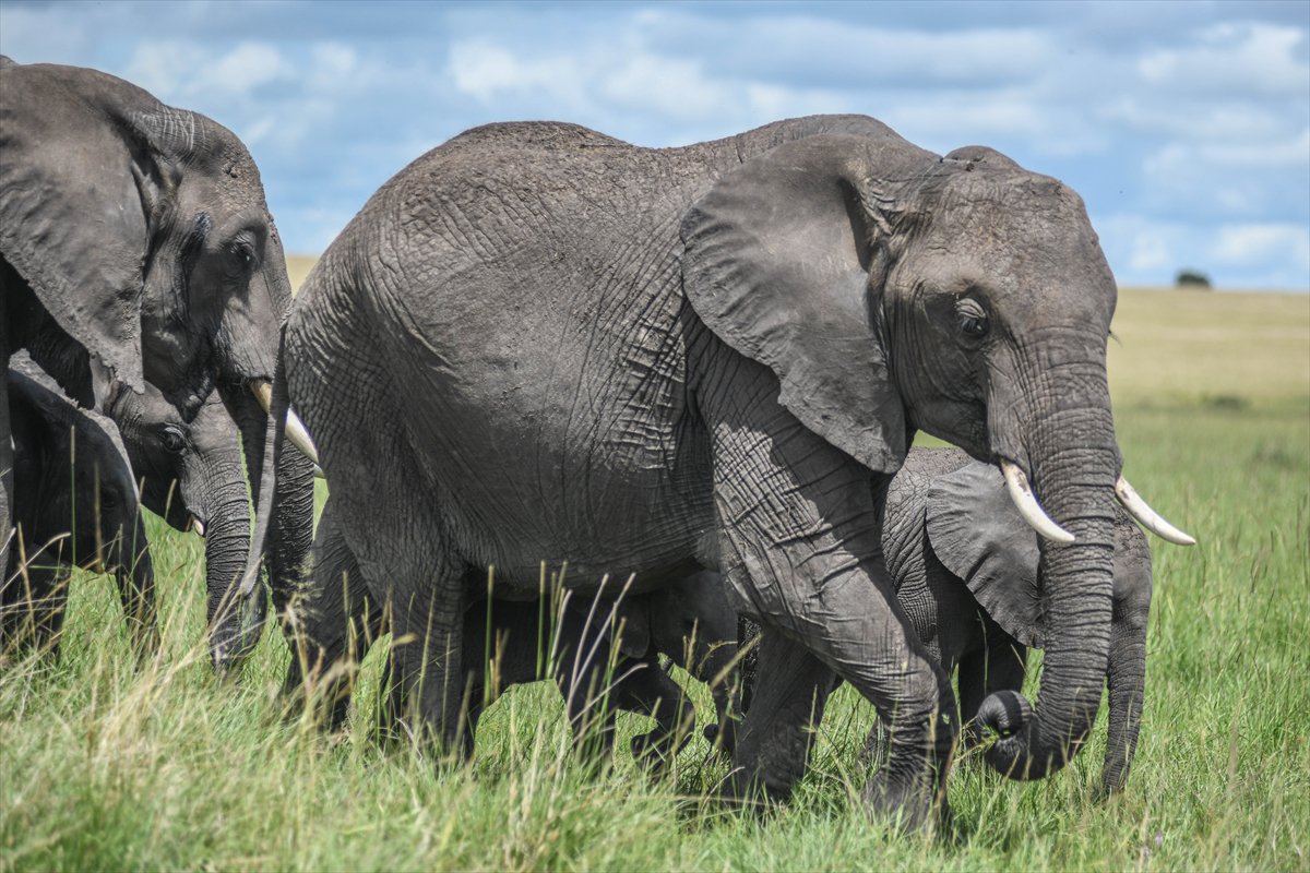 Kenya'daki Maasai Mara doğal yaşam alanına göç başladı