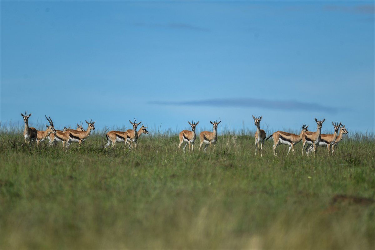 Kenya'daki Maasai Mara doğal yaşam alanına göç başladı