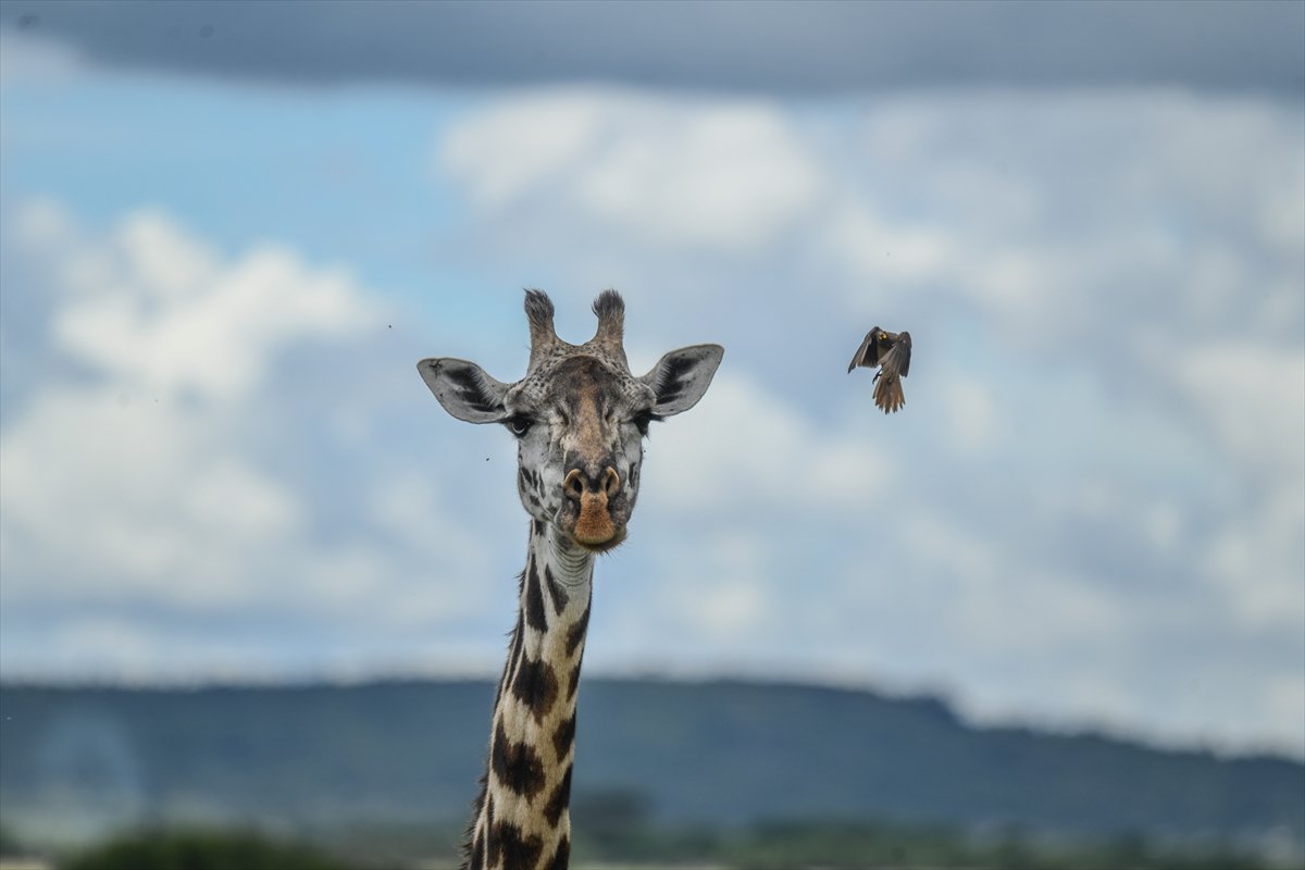 Kenya'daki Maasai Mara doğal yaşam alanına göç başladı