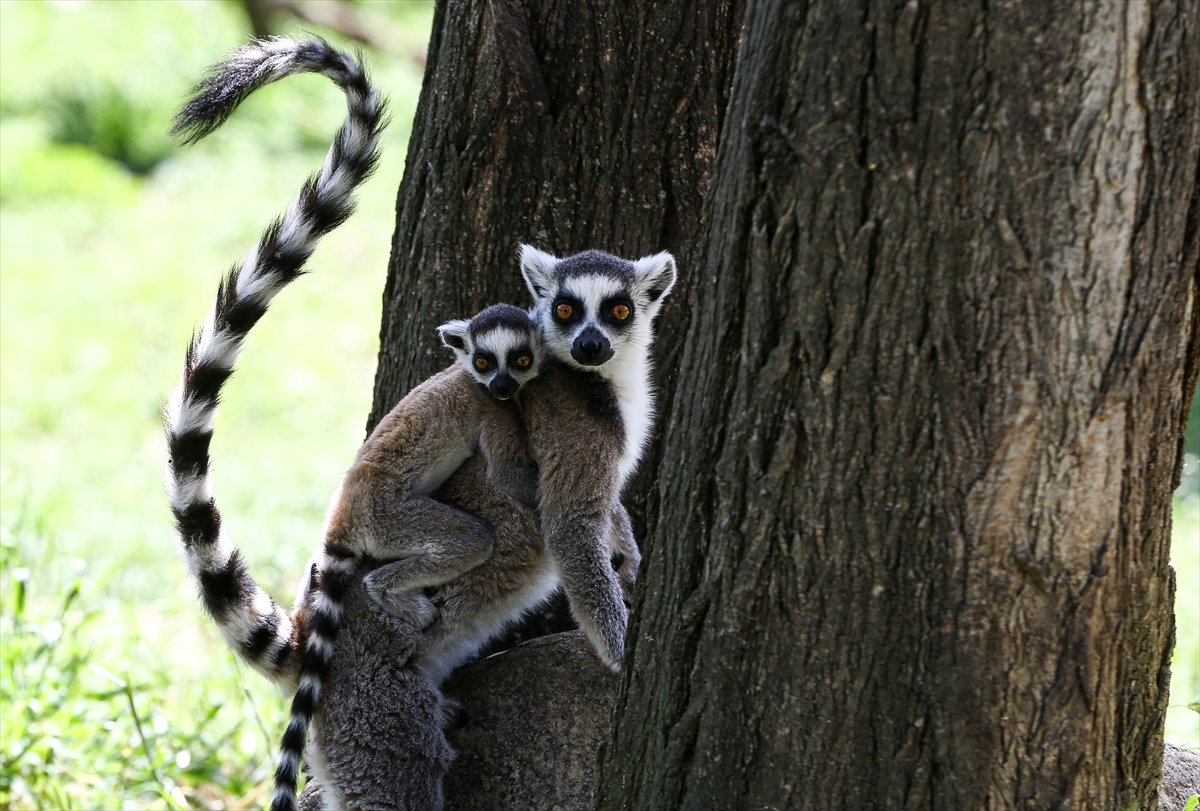 Sevimli anne ve yavru lemurlar görüntülendi