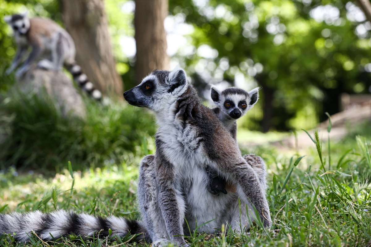 Sevimli anne ve yavru lemurlar görüntülendi