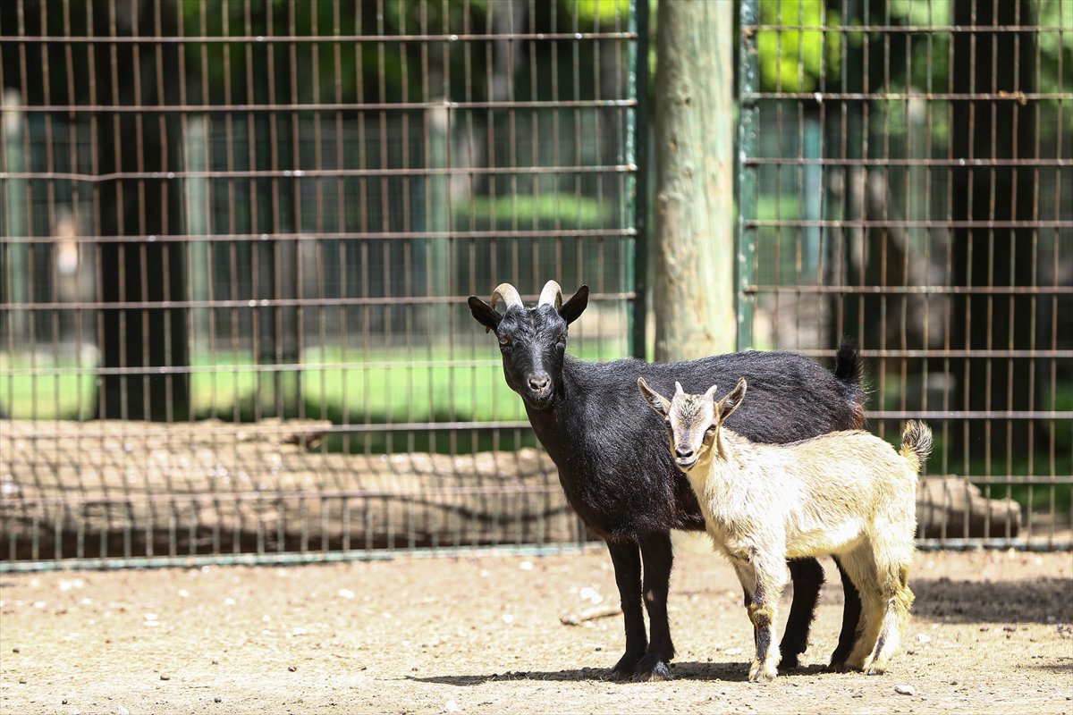 Sevimli anne ve yavru lemurlar görüntülendi