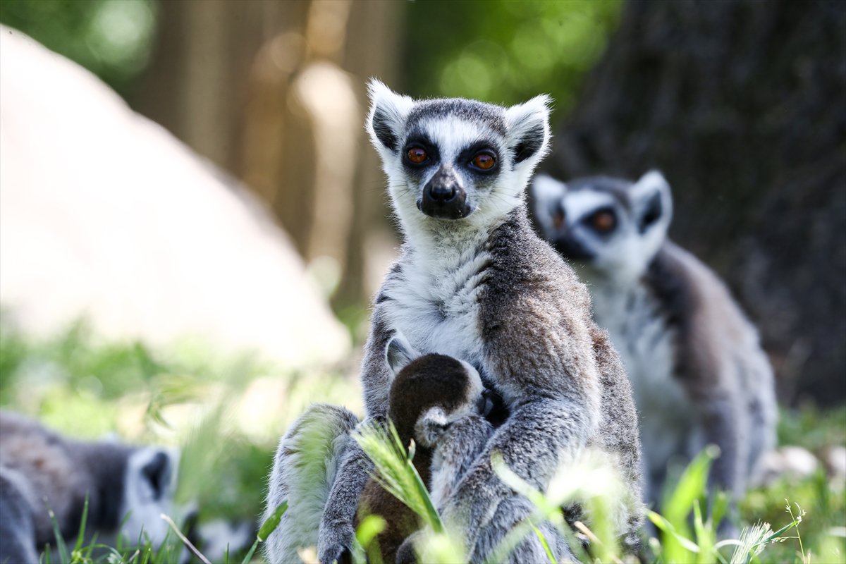 Sevimli anne ve yavru lemurlar görüntülendi