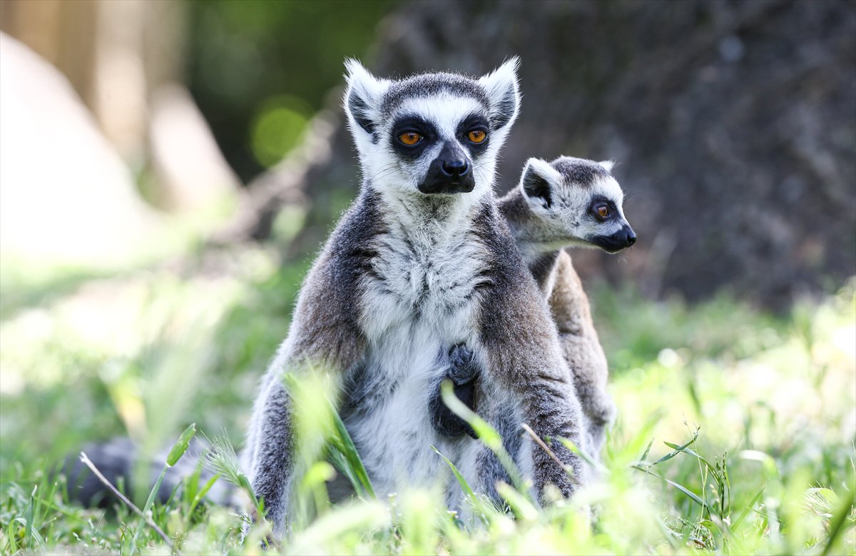 Sevimli anne ve yavru lemurlar görüntülendi