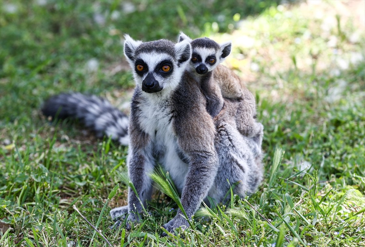 Sevimli anne ve yavru lemurlar görüntülendi