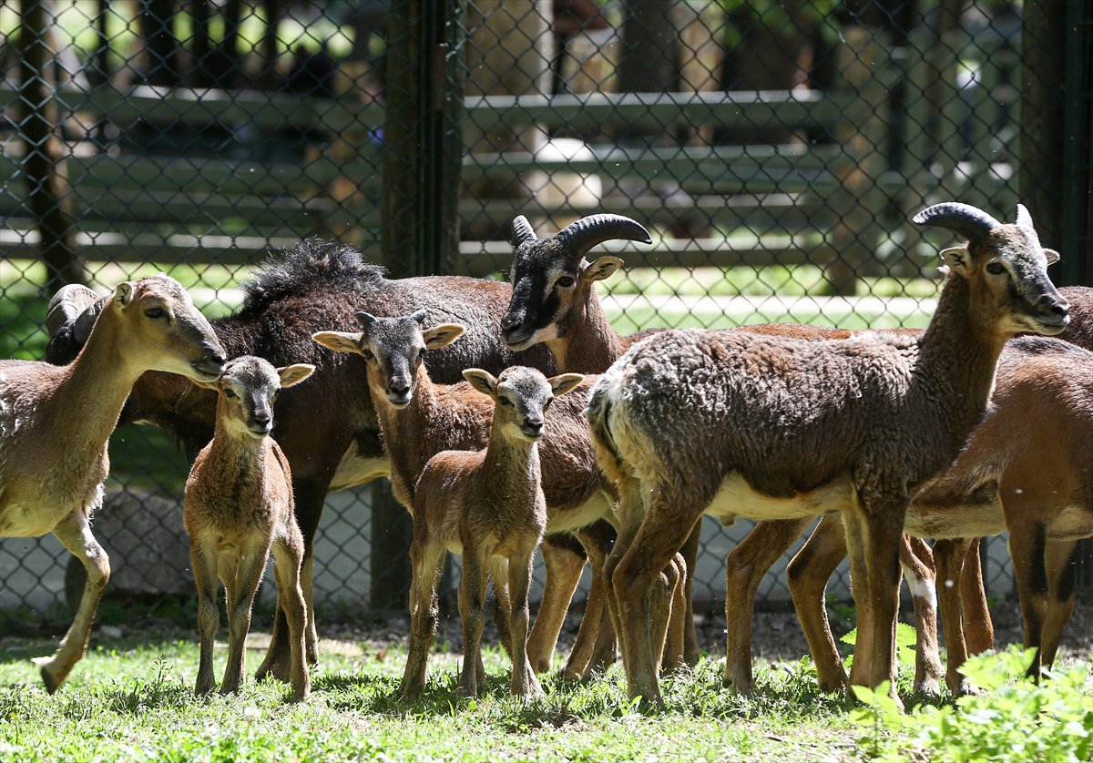 Sevimli anne ve yavru lemurlar görüntülendi