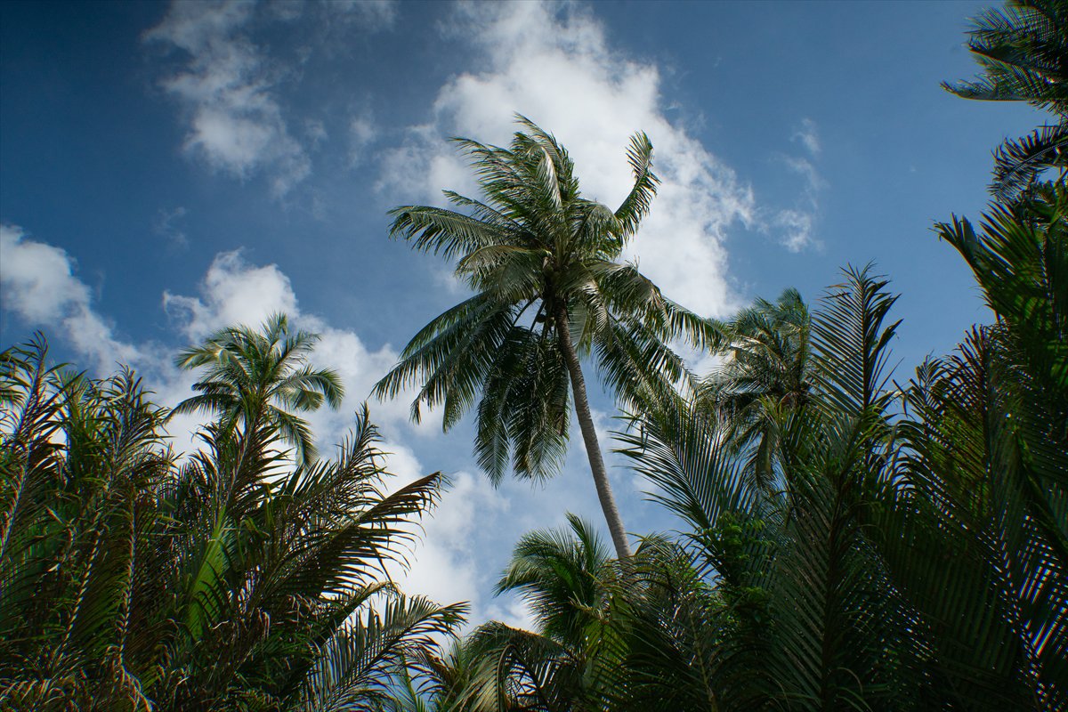 Mekong Deltası kanallarında tekne turu
