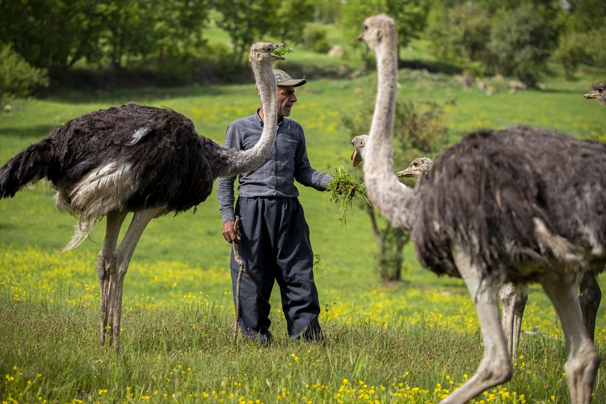 Erbil'de deve kuşu yetiştiriciliği büyük ilgi görüyor