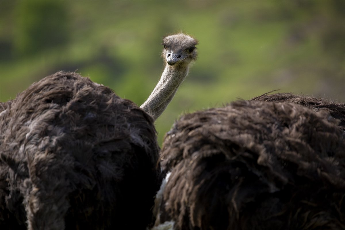 Erbil'de deve kuşu yetiştiriciliği büyük ilgi görüyor