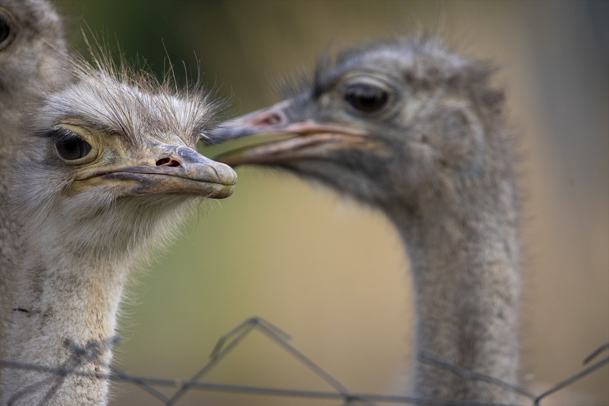 Erbil'de deve kuşu yetiştiriciliği büyük ilgi görüyor