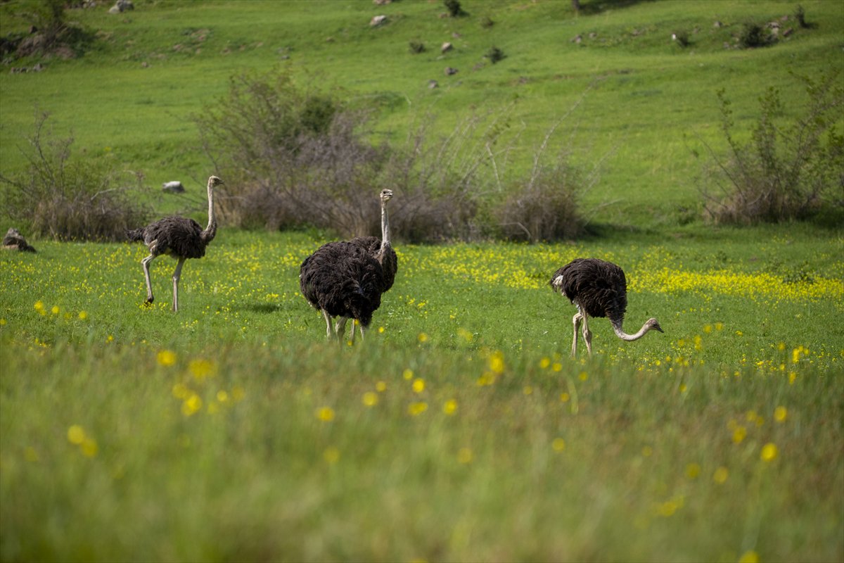 Erbil'de deve kuşu yetiştiriciliği büyük ilgi görüyor
