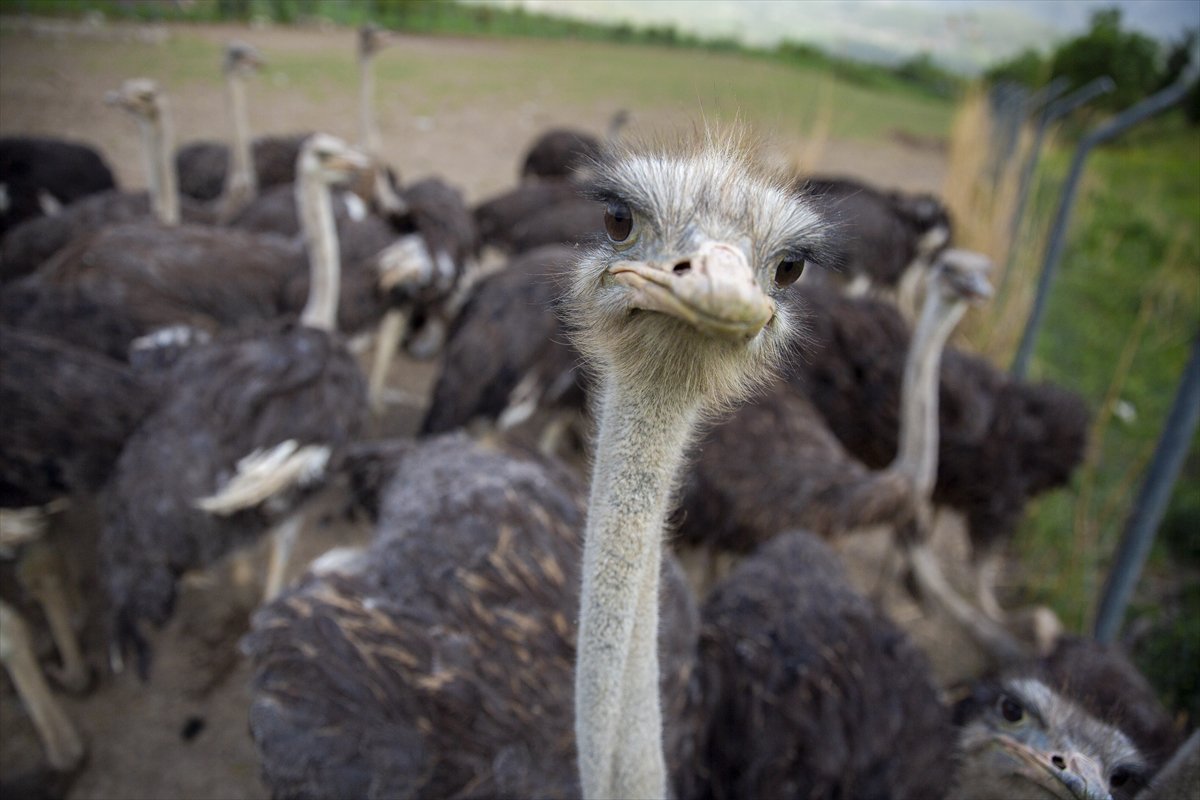 Erbil'de deve kuşu yetiştiriciliği büyük ilgi görüyor
