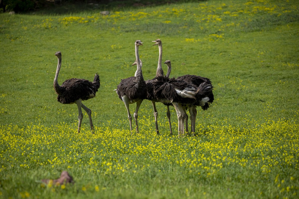 Erbil'de deve kuşu yetiştiriciliği büyük ilgi görüyor
