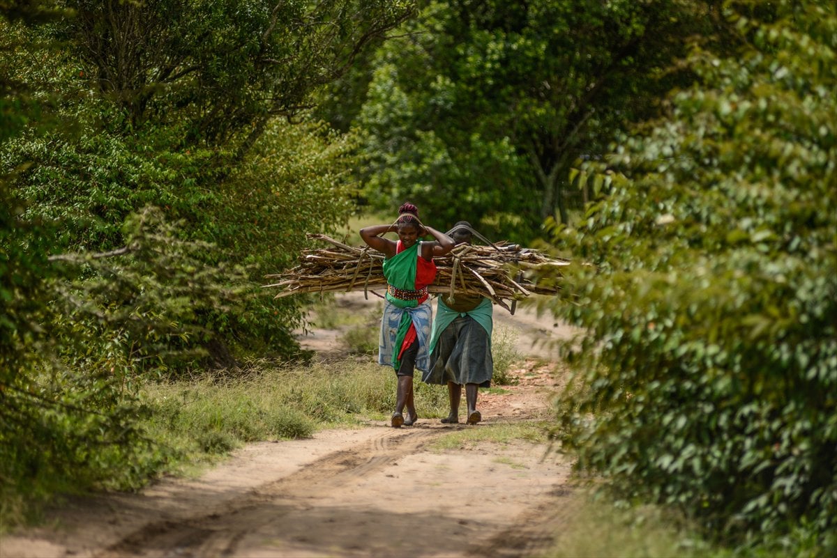 Kenya’da Masai kabilesinin vahşi doğayla uyumlu yaşamı