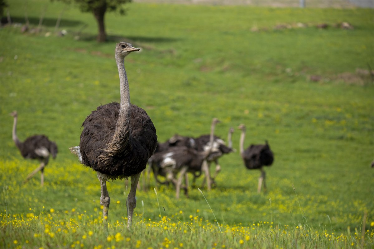 Erbil'de deve kuşu yetiştiriciliği büyük ilgi görüyor