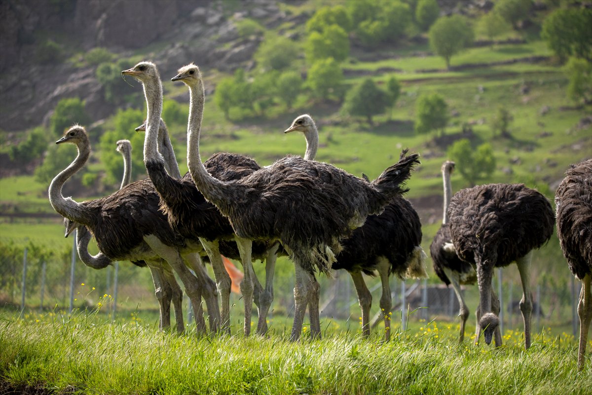 Erbil'de deve kuşu yetiştiriciliği büyük ilgi görüyor