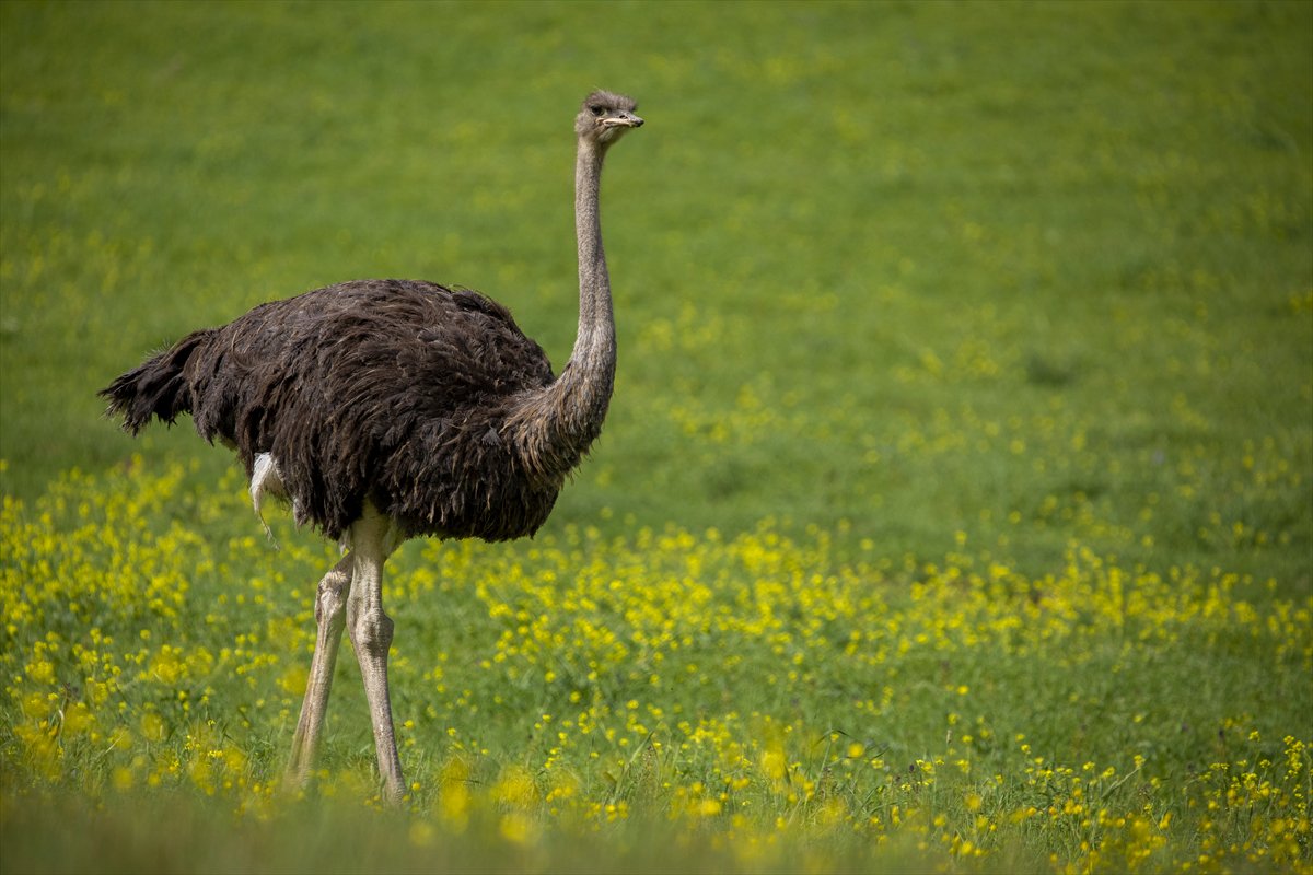 Erbil'de deve kuşu yetiştiriciliği büyük ilgi görüyor