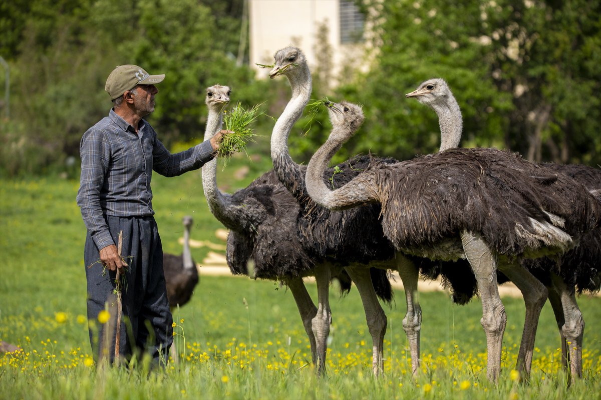Erbil'de deve kuşu yetiştiriciliği büyük ilgi görüyor