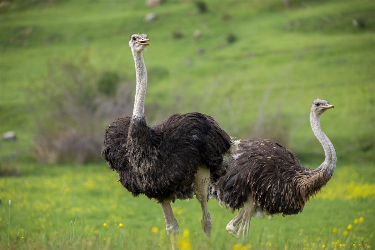 Erbil'de deve kuşu yetiştiriciliği büyük ilgi görüyor