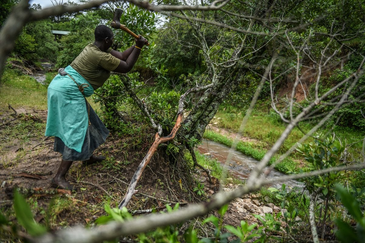 Kenya’da Masai kabilesinin vahşi doğayla uyumlu yaşamı