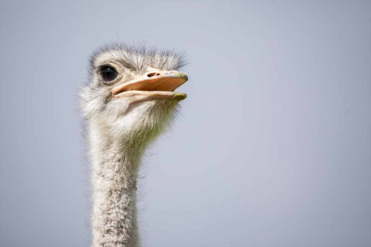 Erbil'de deve kuşu yetiştiriciliği büyük ilgi görüyor