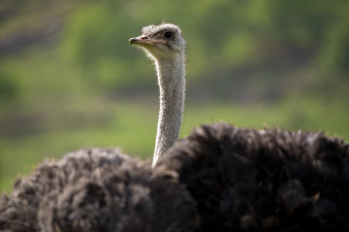 Erbil'de deve kuşu yetiştiriciliği büyük ilgi görüyor