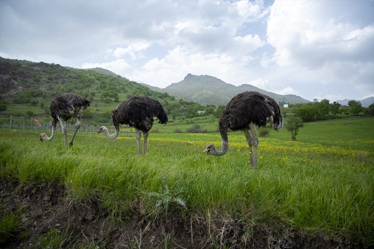 Erbil'de deve kuşu yetiştiriciliği büyük ilgi görüyor