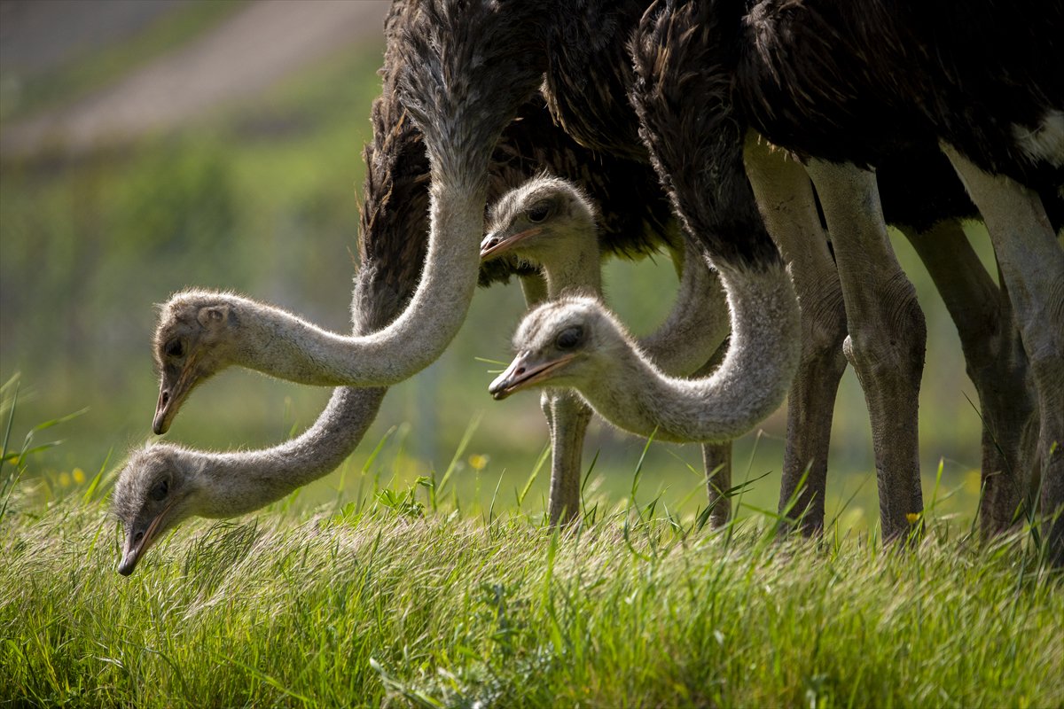 Erbil'de deve kuşu yetiştiriciliği büyük ilgi görüyor