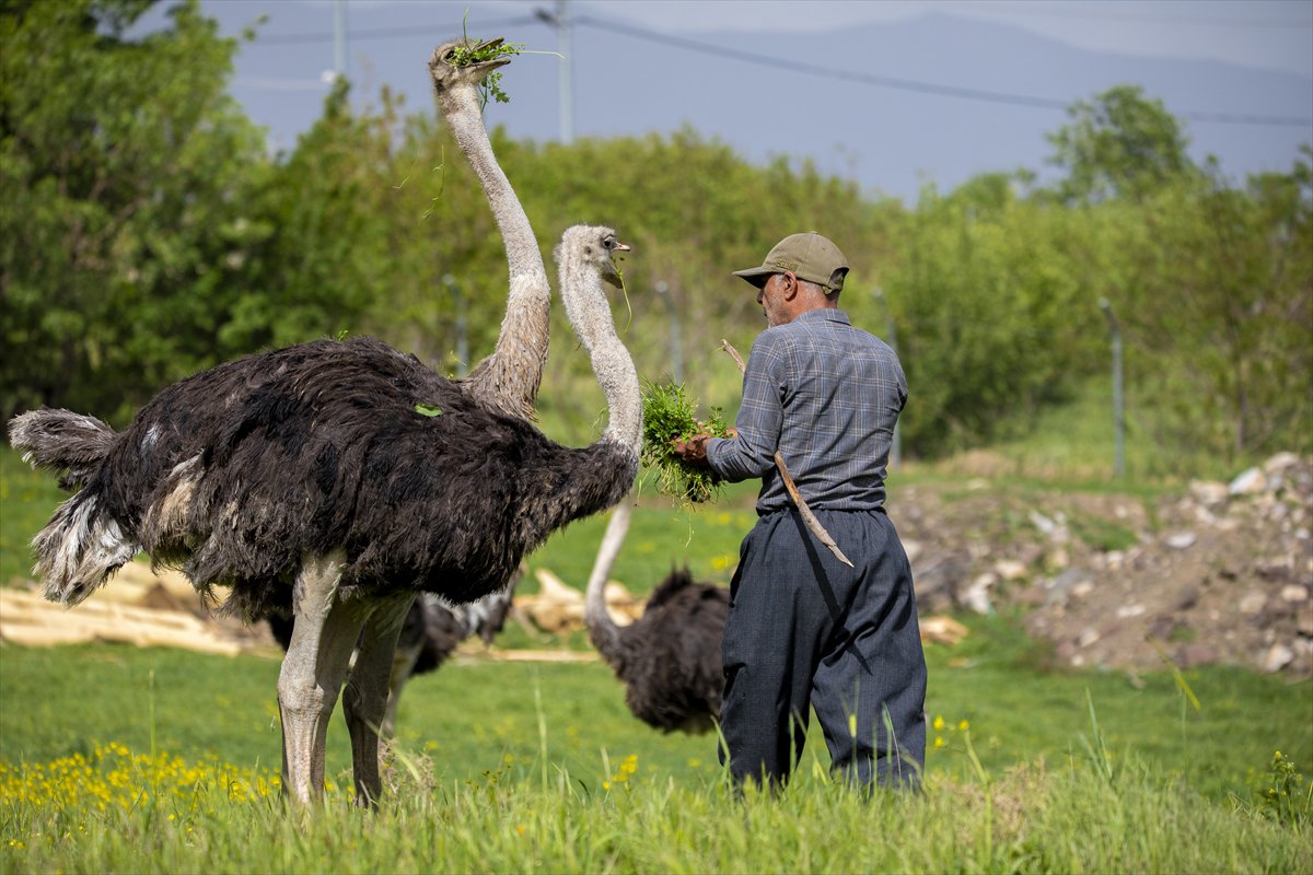 Erbil'de deve kuşu yetiştiriciliği büyük ilgi görüyor