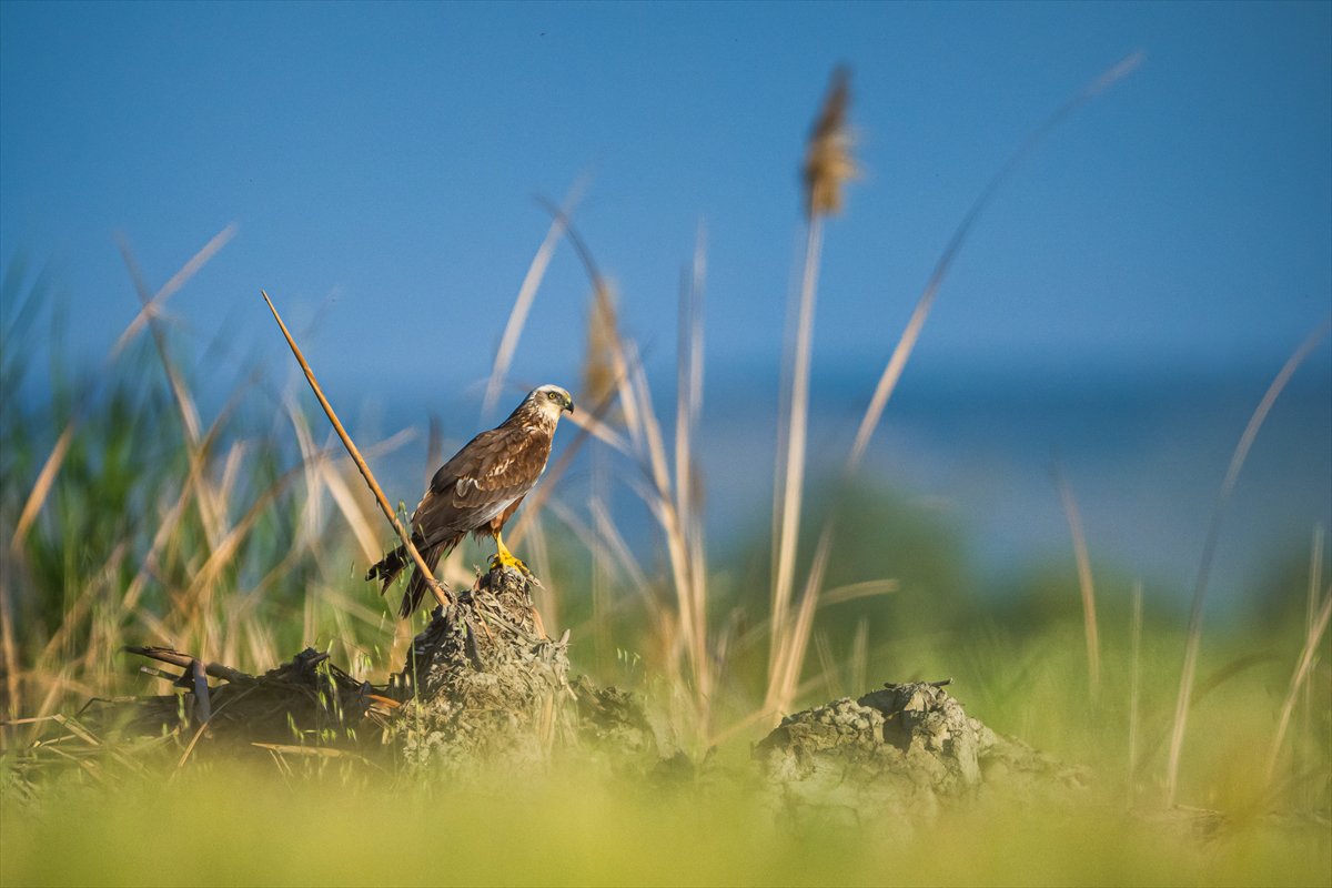 Adana Yumurtalık Lagünü bahar göçüyle kuşlarla dolup taştı