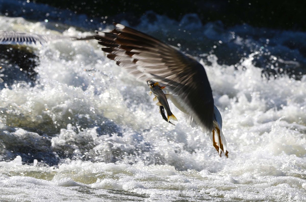 İnci kefallerinin göç yolunda martılarla mücadelesi