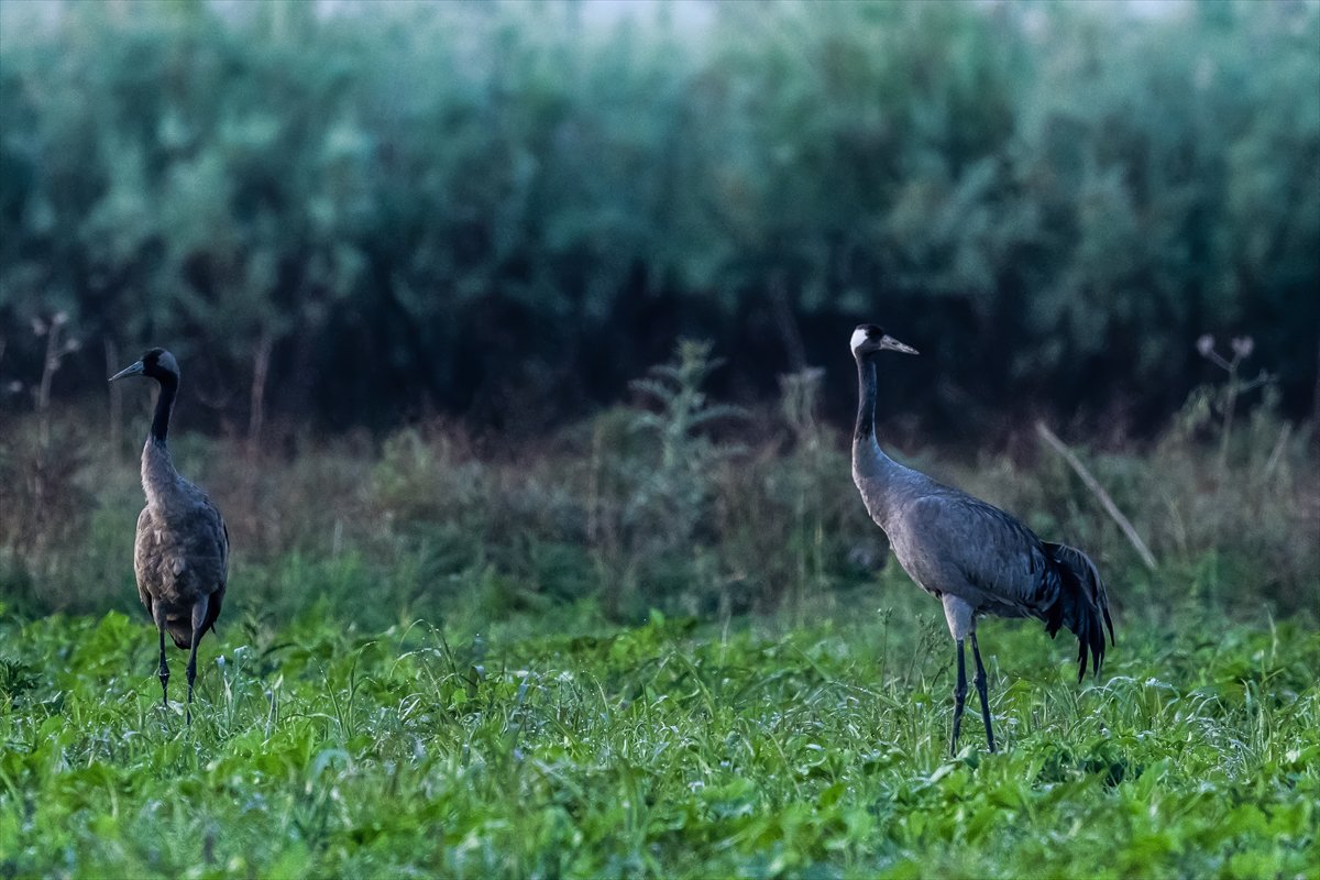 Adana Yumurtalık Lagünü bahar göçüyle kuşlarla dolup taştı