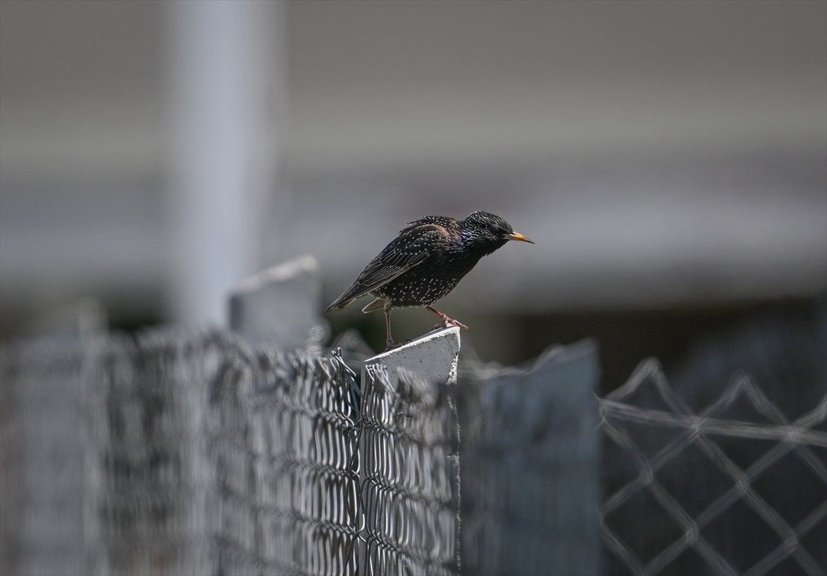 Ankara'nın sulak alanları ve tarım arazileri kuş türlerine ev sahipliği yapıyor