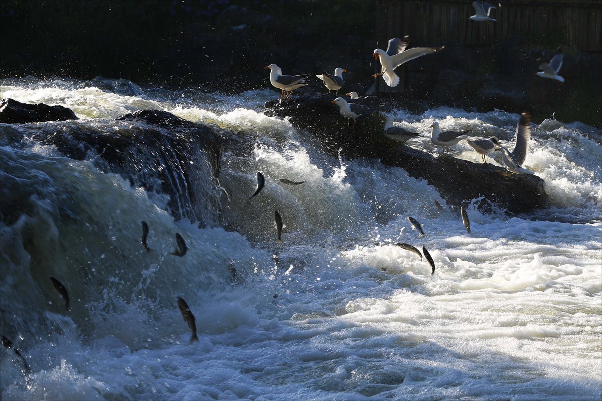 İnci kefallerinin göç yolunda martılarla mücadelesi
