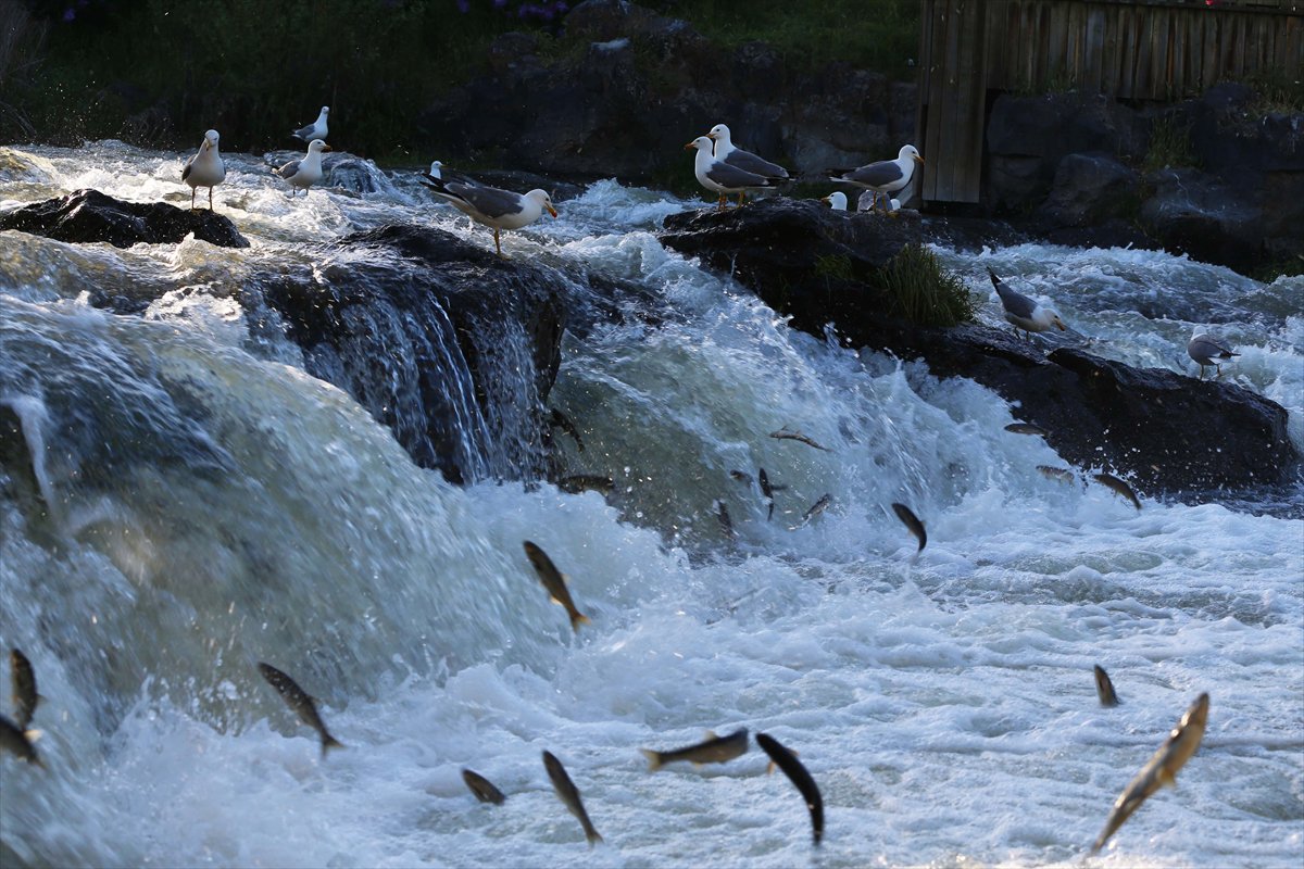 İnci kefallerinin göç yolunda martılarla mücadelesi