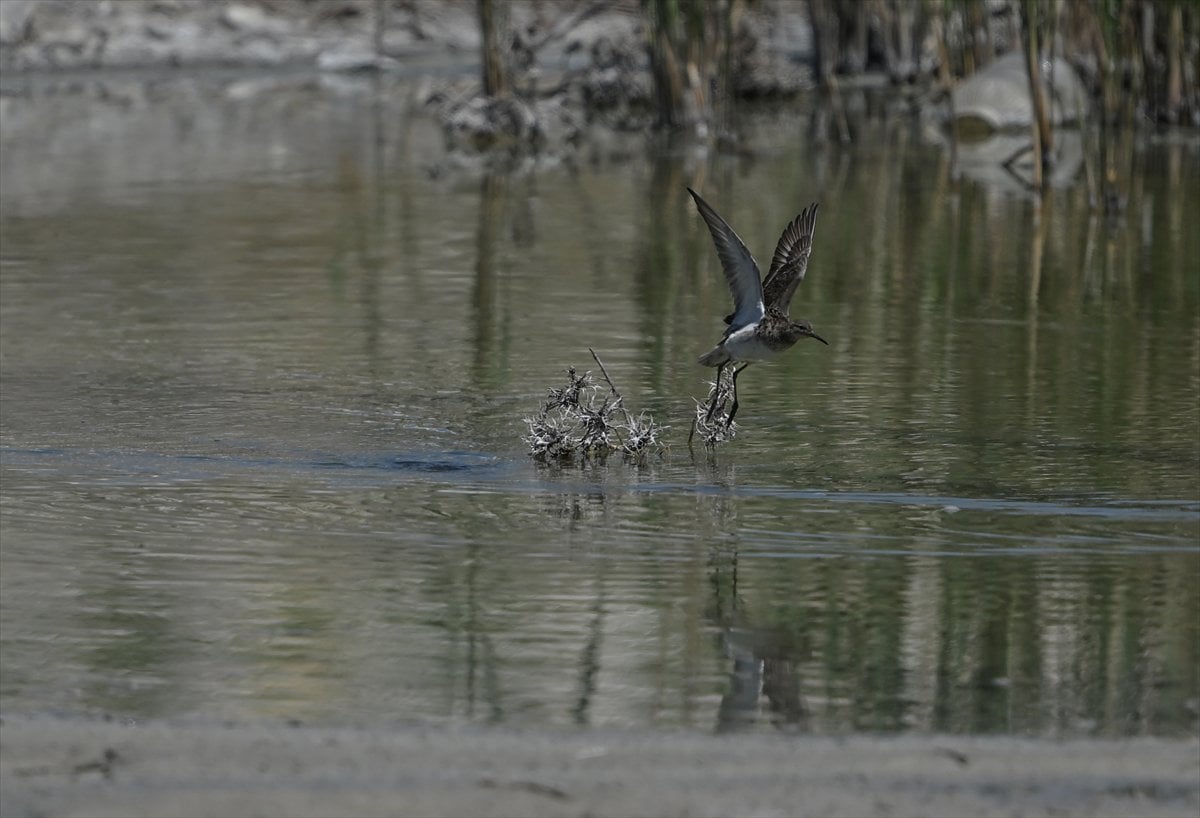 Ankara'nın sulak alanları ve tarım arazileri kuş türlerine ev sahipliği yapıyor