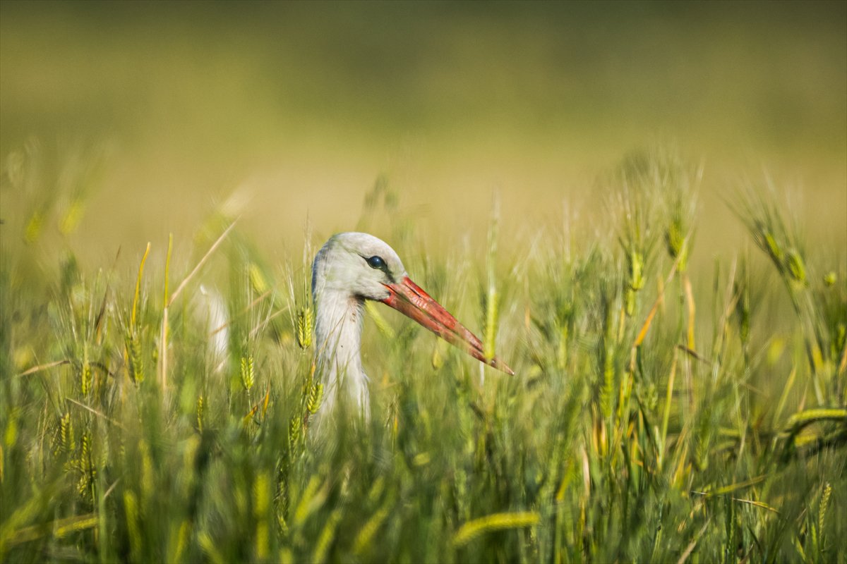 Adana Yumurtalık Lagünü bahar göçüyle kuşlarla dolup taştı