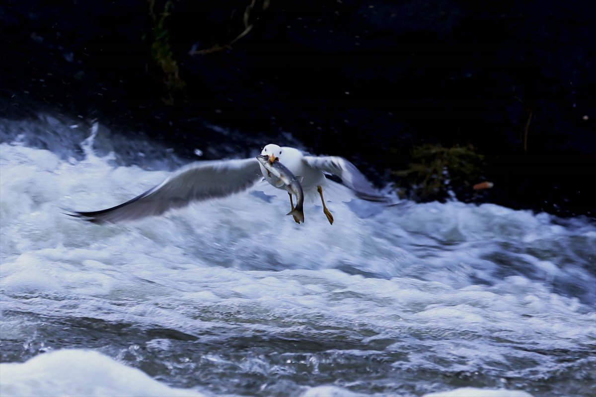 İnci kefallerinin göç yolunda martılarla mücadelesi