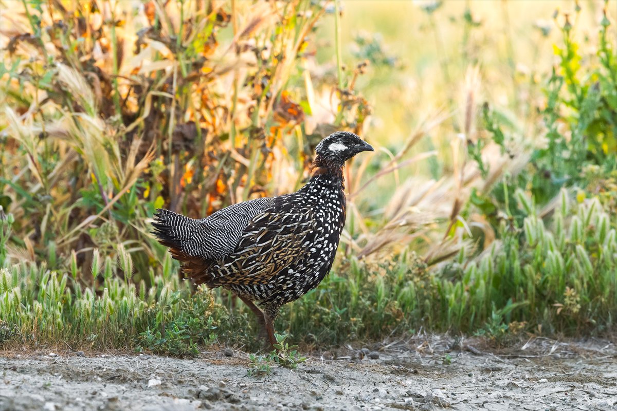 Adana Yumurtalık Lagünü bahar göçüyle kuşlarla dolup taştı