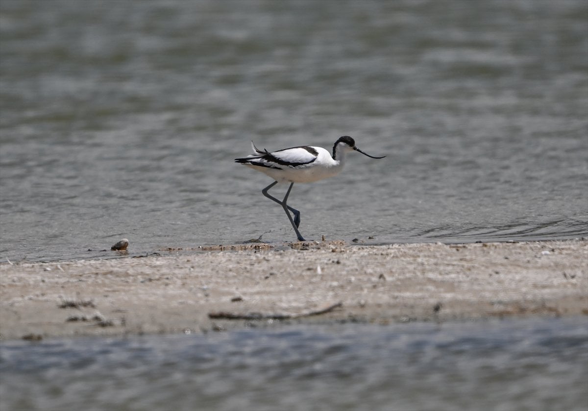 Ankara'nın sulak alanları ve tarım arazileri kuş türlerine ev sahipliği yapıyor