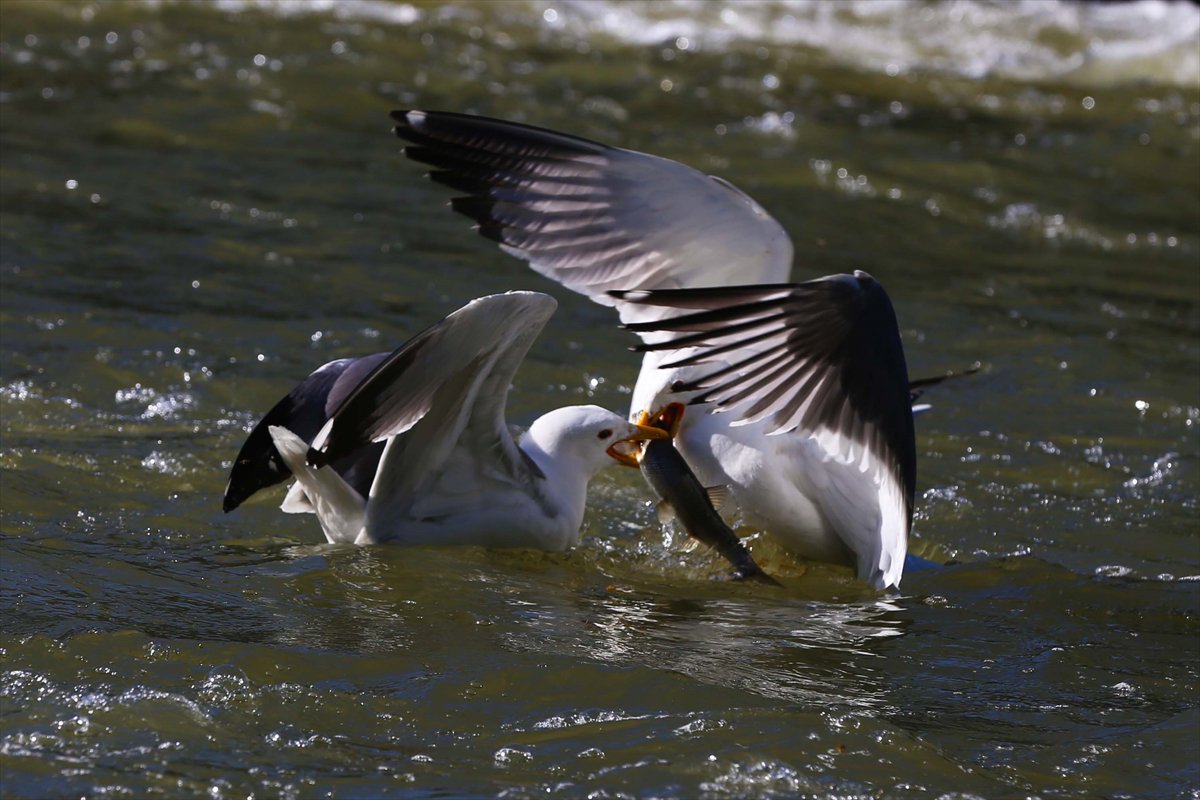 İnci kefallerinin göç yolunda martılarla mücadelesi