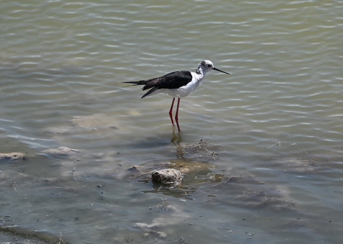 Ankara'nın sulak alanları ve tarım arazileri kuş türlerine ev sahipliği yapıyor